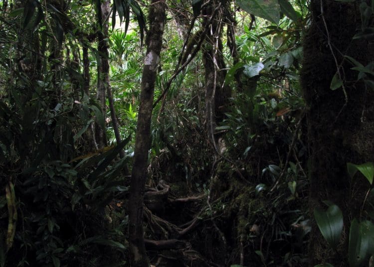 Amazon rainforest.