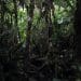 Amazon rainforest.