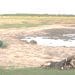 Drought in Zimbabwe a dead elephant against a pool of water while Pakistan has water shortages