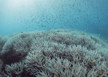 Shoal of fish swim over bleached coral.