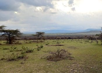 Sukenya Farm in Tanzania. A handful of trees on savanna grasslands.