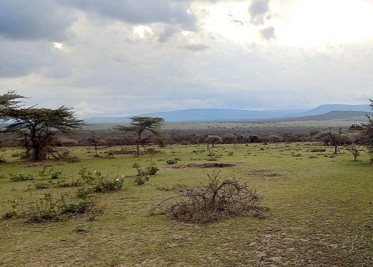 Sukenya Farm in Tanzania. A handful of trees on savanna grasslands.