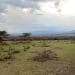 Sukenya Farm in Tanzania. A handful of trees on savanna grasslands.