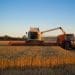 Wheat harvest with a Claas Lexion before sunset near Branderslev, Lolland, Denmark agrifood greenhouse gas emissions
