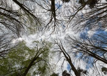 Under canopy view of trees growing towards the sky.