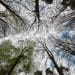 Under canopy view of trees growing towards the sky.