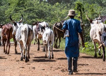 A nomadic herdsman with his cattle