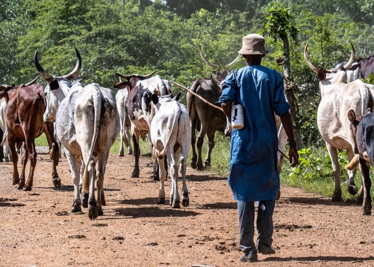 A nomadic herdsman with his cattle