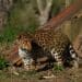 Leopard exploring the Big Cat Sanctuary in South Africa.