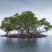 Mangroves after a storm in Barangay Cayhagan, Sipalay City, Negros climate crisis