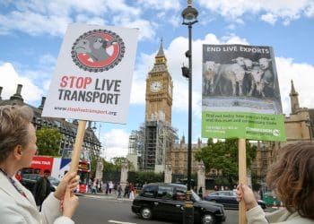 After Tory dither and delay, parliament FINALLY passes Animal Welfare Bill to protect farmed animals