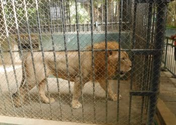 Lion in captivity in a zoo UK zoos