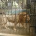 Lion in captivity in a zoo UK zoos