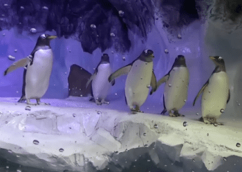Gentoo Penguins at Sea Life Birmingham