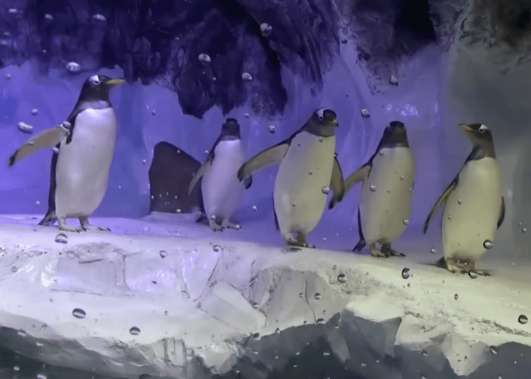 Gentoo Penguins at Sea Life Birmingham