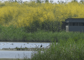Bird hide and waterbirds on the Tagus Estuary wetland, with yellow flowers in the background. The Portugal airport would have been built in this area.