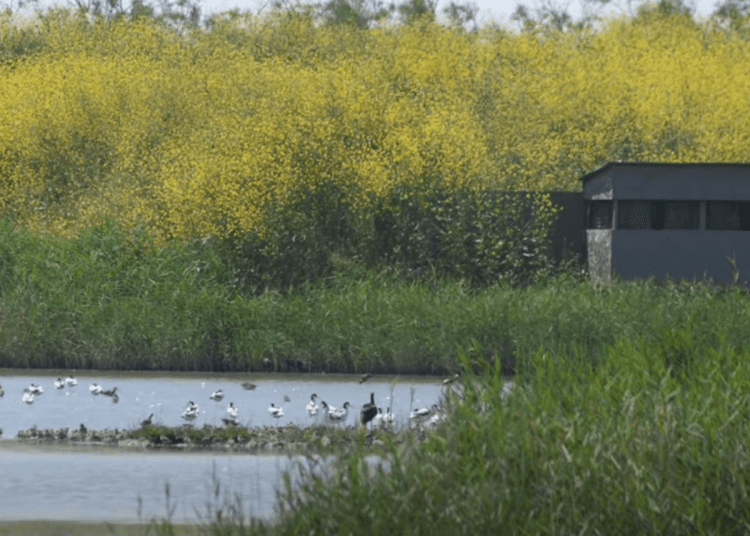 Bird hide and waterbirds on the Tagus Estuary wetland, with yellow flowers in the background. The Portugal airport would have been built in this area.