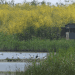 Bird hide and waterbirds on the Tagus Estuary wetland, with yellow flowers in the background. The Portugal airport would have been built in this area.