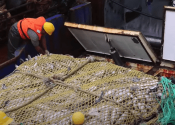 Fishers bring up an enormous trawler net filled with fish aboard a vessel marine protected areas france