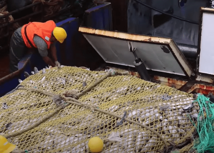 Fishers bring up an enormous trawler net filled with fish aboard a vessel marine protected areas france