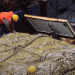 Fishers bring up an enormous trawler net filled with fish aboard a vessel marine protected areas france