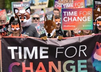 illegal hunting fox hunting Restore Nature Now