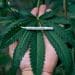 Lib Dems cannabis joint leaf general election