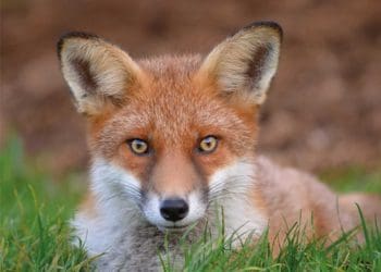 fox hunting Labour Hunting Act