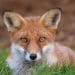 fox hunting Labour Hunting Act