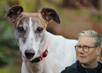 A greyhound and Starmer Labour general election