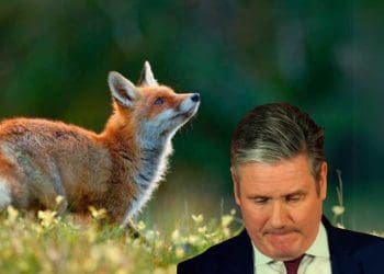 Labour fox hunting