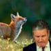 Labour fox hunting