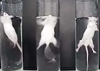 forced swim test PETA
