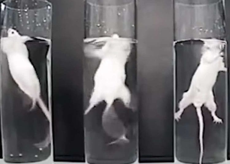forced swim test PETA