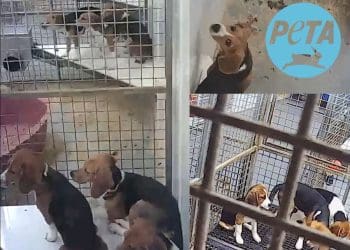 Beagles in cages. The PETA logo.