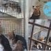 Beagles in cages. The PETA logo.