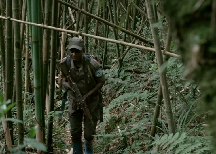Eco guard trekking through forest with a gun in Kahuzi-Biega National Park DRC fortress conservation
