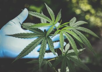 The Expanding Landscape of the UK’s Medical Cannabis Industry