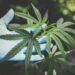 The Expanding Landscape of the UK’s Medical Cannabis Industry