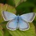 Butterfly emergency