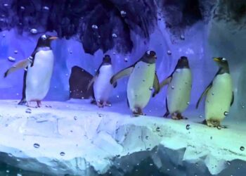 Sea Life penguins