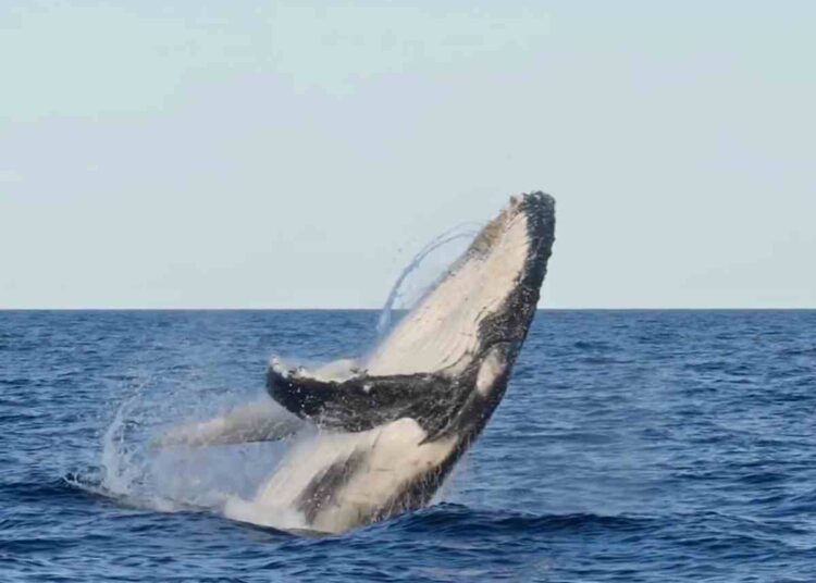 whaling