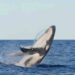 whaling