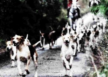 fox hunting hounds Somerset Oake