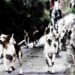 fox hunting hounds Somerset Oake