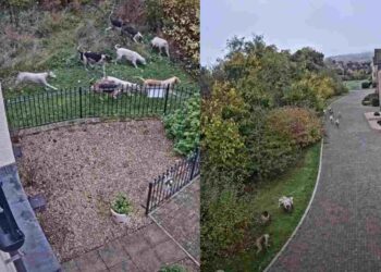 fox hunt hounds