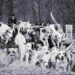 hunting hounds