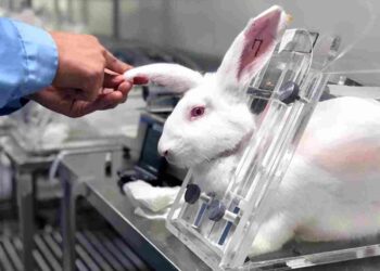 animal experimentation PETA