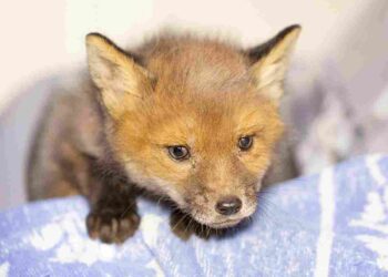 fox cub hunting