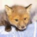 fox cub hunting